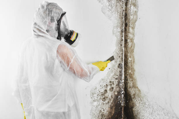Best Mold Testing and Inspection Services in Bear Creek Ranch, TX