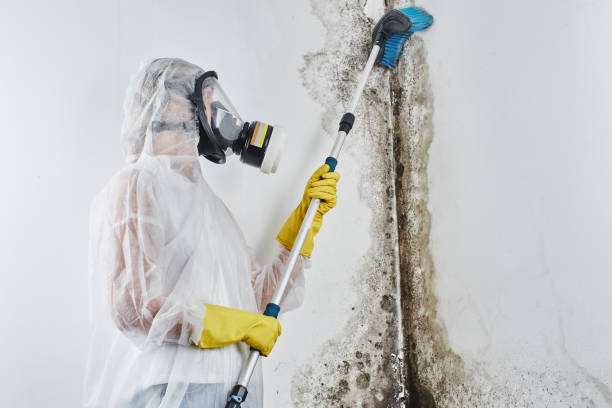 Bear Creek Ranch, TX Mold Remediation Company