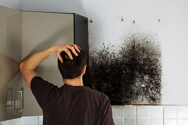 Best Black Mold Remediation in Bear Creek Ranch, TX