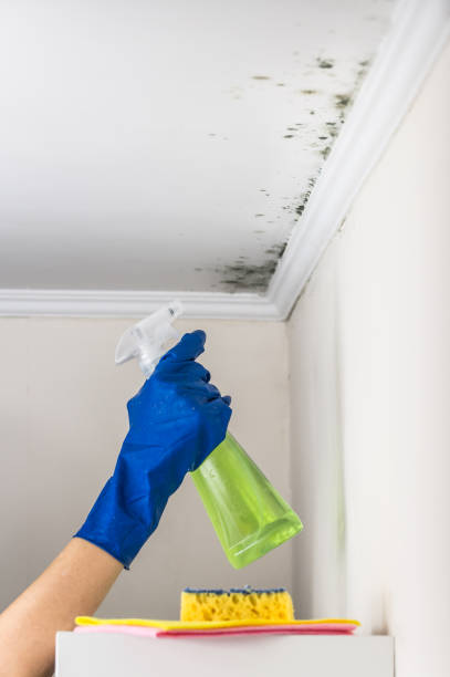Best Residential Mold Remediation in Bear Creek Ranch, TX